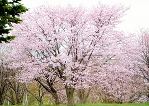 桜の名所 -旭山記念公園-